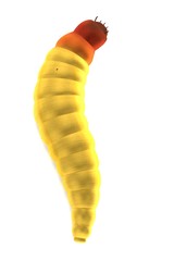 realistic 3d render of worm