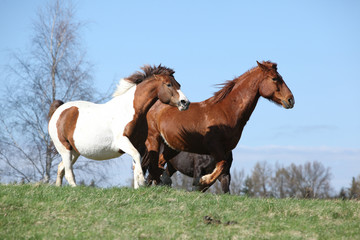 Nice horses running