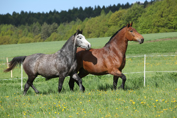 Two amazing horses running in fresh grass