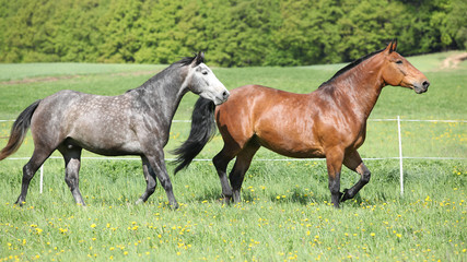 Obraz na płótnie Canvas Two amazing horses running in fresh grass