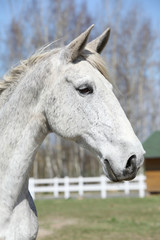 Obraz na płótnie Canvas Portrait of nice white kladruber horse