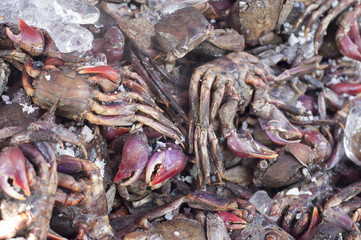 Preserved salty crabs in seafood market.