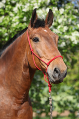 Amazing brown horse with red rope halter