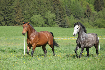 Fototapeta premium Two amazing horses running in fresh grass