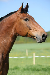 Obraz premium Beautiful horse standing on pasturage