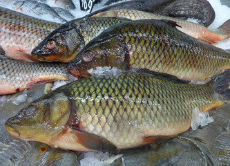 fish on ice in the supermarket