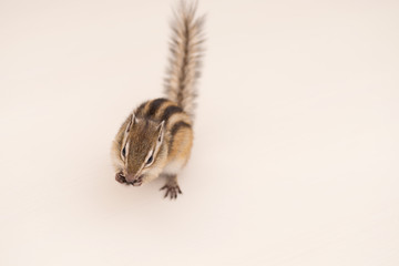 ヒマワリの種を食べるシマリス