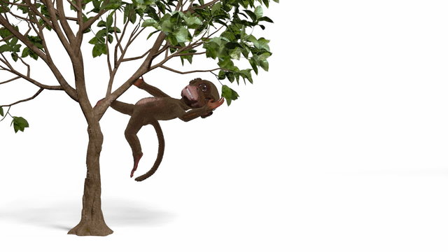 monkey on the tree