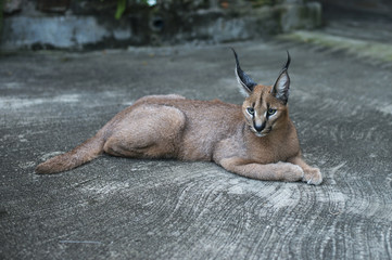 Naklejka premium lynx wild cat in africa