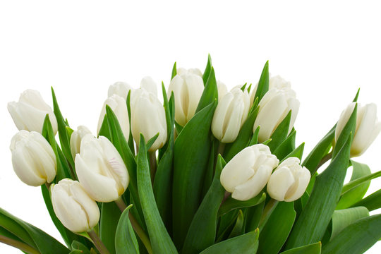 bunch of white tulips close up