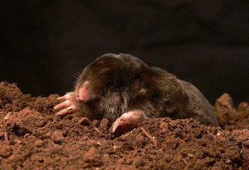 Talpa (Talpa romana)