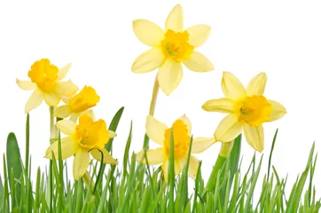 Keuken foto achterwand Narcis yellow daffodil isolated on a white background