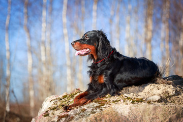 setter gordon dog