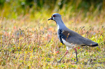 Southern Lapwing