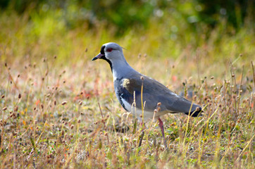 southern Lapwing