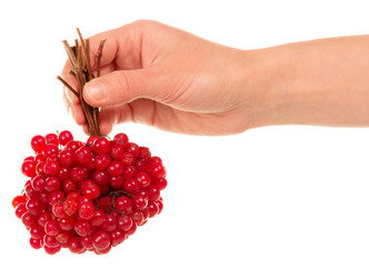 Hand holds the brush viburnum