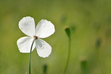 flower on field in summer
