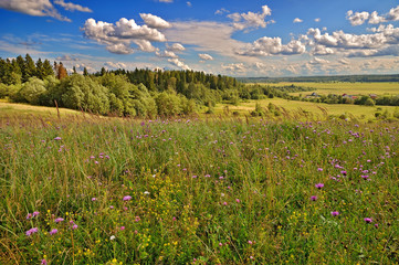 Summer flowers