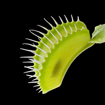 Venus flytrap (dionaea muscipula) on black