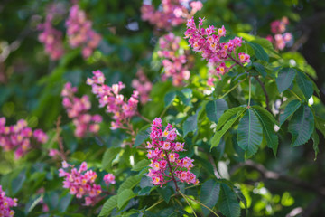 Chestnut flowers