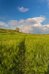 Meadow with green grass and blue sky
