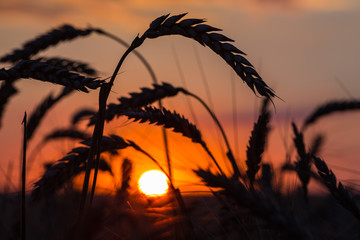 Obraz premium Grass Silhouette Against Sunset