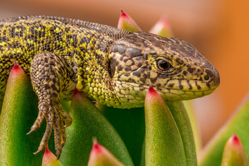 Lizard in garden