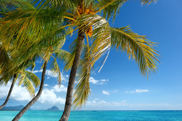 Fototapeta na wymiar Tropical beach with a palm tree