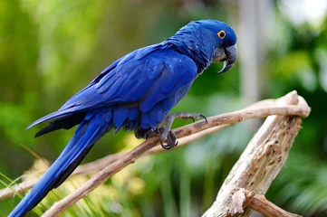Fotobehang Blauwe ara papegaai op een tak © MNStudio
