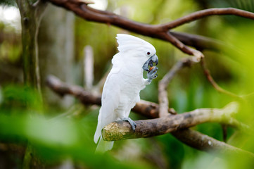 White cockatoo parrot on a branch