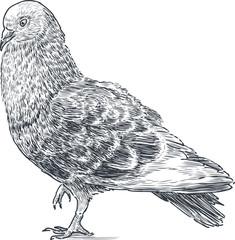 rock pigeon