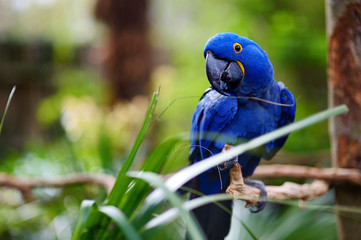 Perroquet ara bleu sur une branche