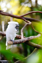 White cockatoo parrot on a branch
