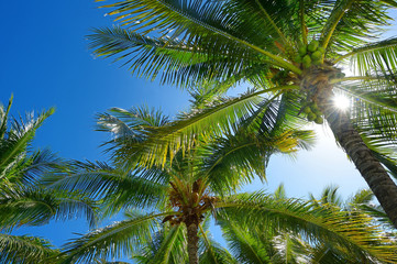 Fototapeta na wymiar Palm trees on a tropical island