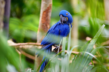 Blue macaw parrot on a branch