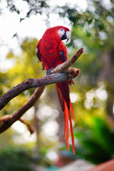 Red macaw parrot on a branch © MNStudio