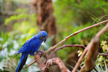 Blue macaw parrot on a branch