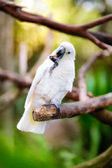 White cockatoo parrot on a branch
