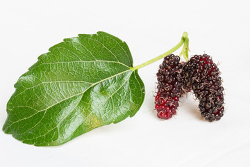 Mulberry