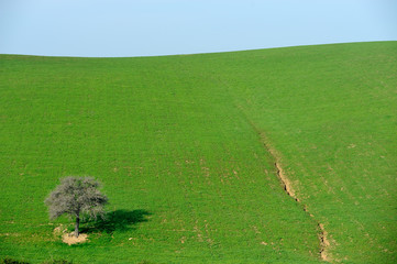tree alone in the country field