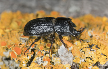 Male Rhinoceros beetle, Sinodendron cylindricum on lichen