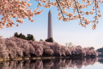Washington Monument towers above blossoms