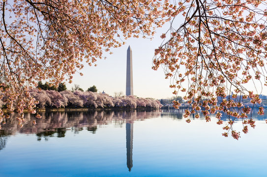 Washington Monument towers above blossoms