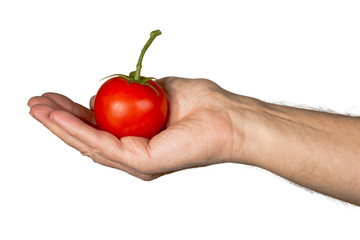 Caucasian mans hand holding large organic tomato