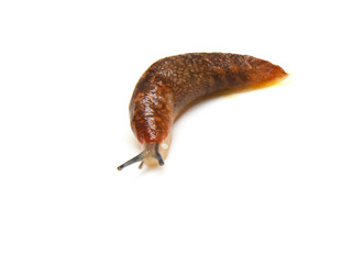 Slug - the slowest animal. It creeps on a white background.