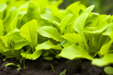 Young Green Lettuce Salad in Greenhouse