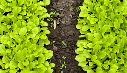 Young Green Lettuce Salad in Greenhouse