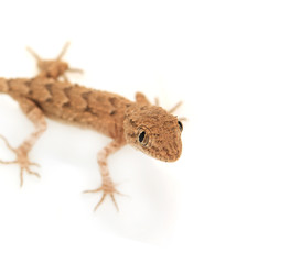 brown spotted gecko reptile isolated on white, view from above