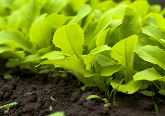 Young Green Lettuce Salad in Greenhouse