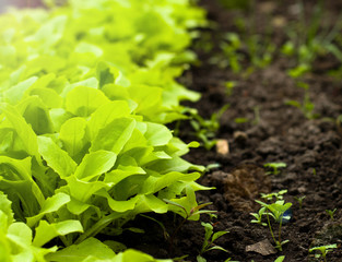 Young Green Lettuce Salad in Greenhouse
